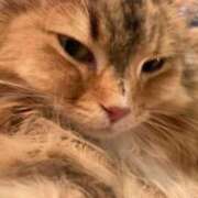 ヒメ日記 2025/11/09 00:07 投稿 ひめな 新宿スピン