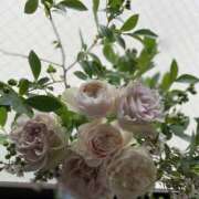 ヒメ日記 2025/12/03 18:06 投稿 ゆきの クンニ専門店 おクンニ学園 池袋校