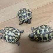 ヒメ日記 2026/02/03 09:19 投稿 清水 鶯谷デッドボール