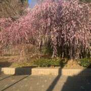 ヒメ日記 2026/03/31 11:09 投稿 清水 鶯谷デッドボール