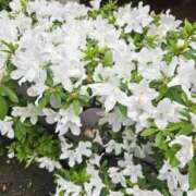 清水 わぁーい！ 鶯谷デッドボール