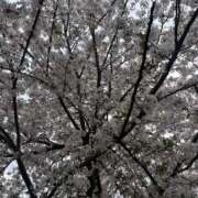 ヒメ日記 2026/04/07 17:37 投稿 ことぶき ビギナーズ神戸