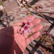 ヒメ日記 2026/03/09 15:47 投稿 杉浦 あやの セカンドパートナー池袋