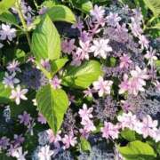 ヒメ日記 2025/11/30 05:45 投稿 みなと おいらん遊郭