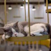 ヒメ日記 2026/04/18 08:28 投稿 霧島 明日香 KOBE GOLD