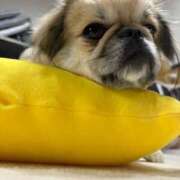 ヒメ日記 2025/12/29 08:21 投稿 じゅり KOBE GOLD