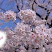 めあり 4月だね〜🌸✨ KOBE GOLD