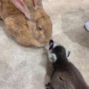 ヒメ日記 2025/11/06 14:23 投稿 かぐや アラモード