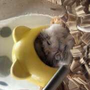 ヒメ日記 2025/12/13 13:02 投稿 さつき 当たりSPA