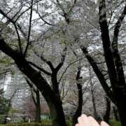 寺島のりこ ☘️雨の桜吹雪☘️ セカンドパートナー本店