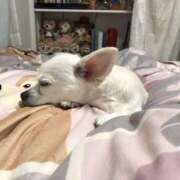 もか 愛犬と私の性格と年末年始について 美熟女専科白夜