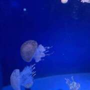 ヒメ日記 2026/01/06 18:19 投稿 けい ぐっすり山田　大阪店