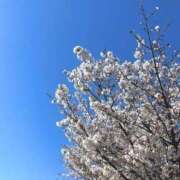 けい お花見🌸 ぐっすり山田　大阪店