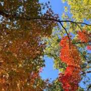 ヒメ日記 2025/11/10 09:57 投稿 かほ 三つ乱本館