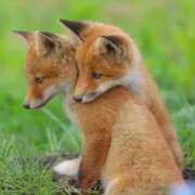 ヒメ日記 2026/03/14 15:48 投稿 山田ゆき 恋する妻たち