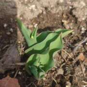 ヒメ日記 2026/04/09 14:40 投稿 ちはや ソープランド AQUA（アクア）