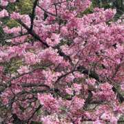 ヒメ日記 2026/03/29 07:35 投稿 とも Queen Angel(クイーンエンジェル)