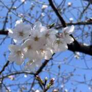 ヒメ日記 2026/03/24 21:49 投稿 あすか 美熟女専科白夜