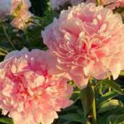 ヒメ日記 2025/11/16 16:44 投稿 速水 サブマリン