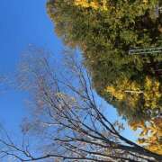 ヒメ日記 2025/11/20 07:42 投稿 ゆず 人妻恋愛サークル