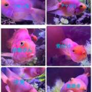 ヒメ日記 2026/01/30 21:09 投稿 くう ちゃんこ本厚木店