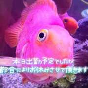 ヒメ日記 2026/02/08 08:40 投稿 くう ちゃんこ本厚木店