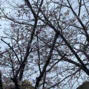 ヒメ日記 2026/04/01 14:15 投稿 すずめ 金瓶梅-きんぺいぱい-