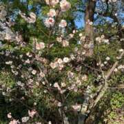 ヒメ日記 2026/04/01 19:55 投稿 すずめ 金瓶梅-きんぺいぱい-