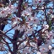 ヒメ日記 2026/04/03 12:05 投稿 すずめ 金瓶梅-きんぺいぱい-