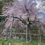 ヒメ日記 2026/04/05 18:24 投稿 すずめ 金瓶梅-きんぺいぱい-