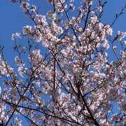 ヒメ日記 2026/04/09 10:52 投稿 すずめ 金瓶梅-きんぺいぱい-