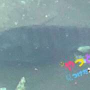 ヒメ日記 2026/04/17 10:39 投稿 すずめ 金瓶梅-きんぺいぱい-