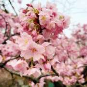 ヒメ日記 2026/04/01 08:15 投稿 みなみ 西川口こんにちわいふ（シンデレラグループ）