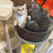 ヒメ日記 2025/11/25 11:18 投稿 あみ SOAPLAND LOVE FACTORY