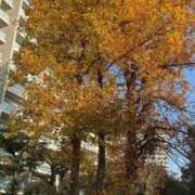 ヒメ日記 2025/11/07 11:09 投稿 ちか オナクラ大人女子