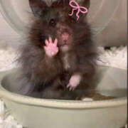 ヒメ日記 2025/11/29 23:45 投稿 優木てぃな DEEPS成田店