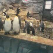 ヒメ日記 2025/12/17 07:36 投稿 堂島ゆき セクシーキャット 神田店