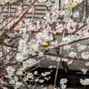 ヒメ日記 2026/02/28 07:20 投稿 堂島ゆき セクシーキャット 神田店