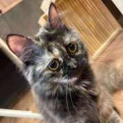 ヒメ日記 2025/11/20 09:15 投稿 蘭（らん） 熟女の風俗最終章 大宮店