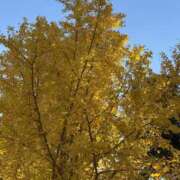 ヒメ日記 2025/11/24 21:21 投稿 青山 人妻風俗チャンネル