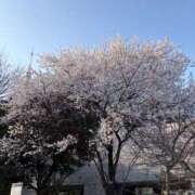 ヒメ日記 2026/04/02 14:39 投稿 青山 人妻風俗チャンネル