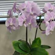 ヒメ日記 2026/01/12 18:02 投稿 こりん 熟女の風俗最終章　越谷店