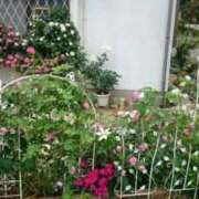 ヒメ日記 2026/01/12 18:20 投稿 こりん 熟女の風俗最終章　越谷店