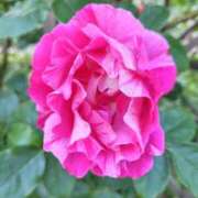 ヒメ日記 2026/01/26 19:22 投稿 こりん 熟女の風俗最終章　越谷店