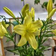 ヒメ日記 2026/02/17 15:48 投稿 こりん 熟女の風俗最終章　越谷店