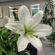 ヒメ日記 2026/01/16 21:22 投稿 こりん 熟女の風俗最終章 西川口店