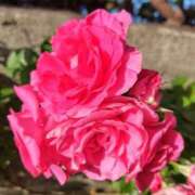 ヒメ日記 2026/01/26 18:22 投稿 こりん 熟女の風俗最終章 西川口店