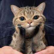 萌【もえ】 退勤！ ★無料オプション多数★成田若妻即即サークル【日本人専門店】