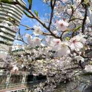 ヒメ日記 2026/04/02 15:07 投稿 めぐ 品川ミセスアロマ（ユメオト）