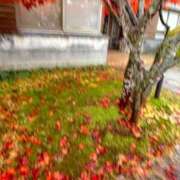 せいな 今日もありがとうございました😊 黒い金魚（札幌）